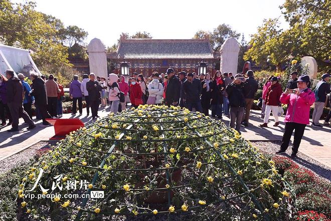 北海公园菊花盛开